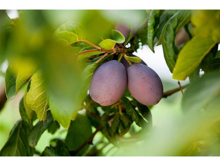 Zwetsche Katinka '(s) (Prunus domestica subsp. domestica 'Katinka '(s), 160-200 cm inklusive Topf'