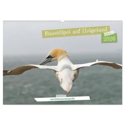 Basstölpel auf Helgoland - von Ostfriesenfotografie (Wandkalender 2026 DIN A2 quer), CALVENDO Monatskalender