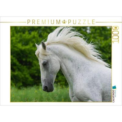 CALVENDO Puzzle Lipizzaner Hengst Pluto Darina | 1000 Teile Lege-Größe 64x48cm Foto-Puzzle für glückliche Stunden