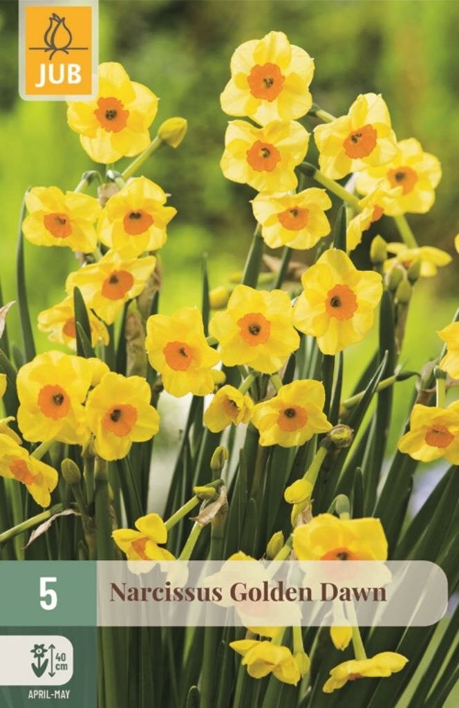 Narcis Golden Dawn 5 bollen