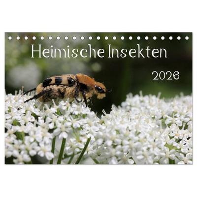 Heimische Insekten 2026 (Tischkalender 2026 DIN A5 quer), CALVENDO Monatskalender