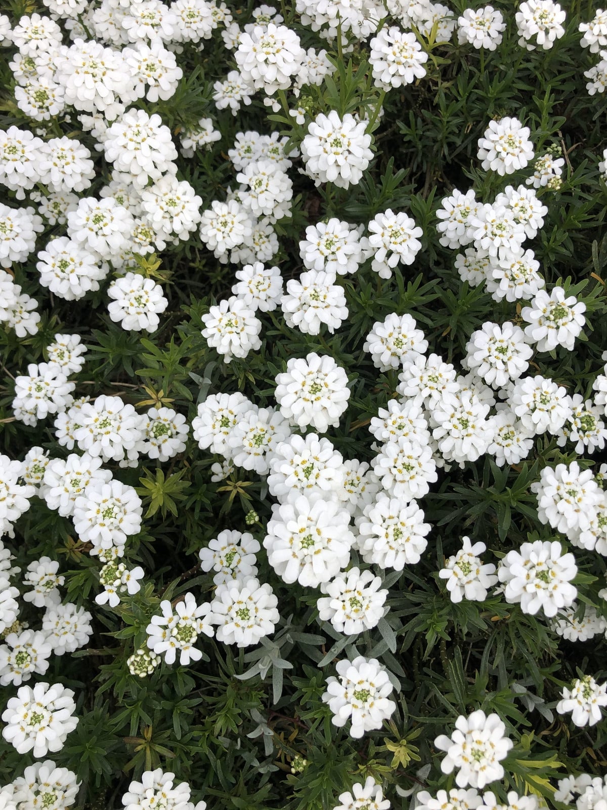 6 x Iberis sempervirens - Eeuwigdurende Iberis - Pot van 9 x 9 cm - GRDplanten