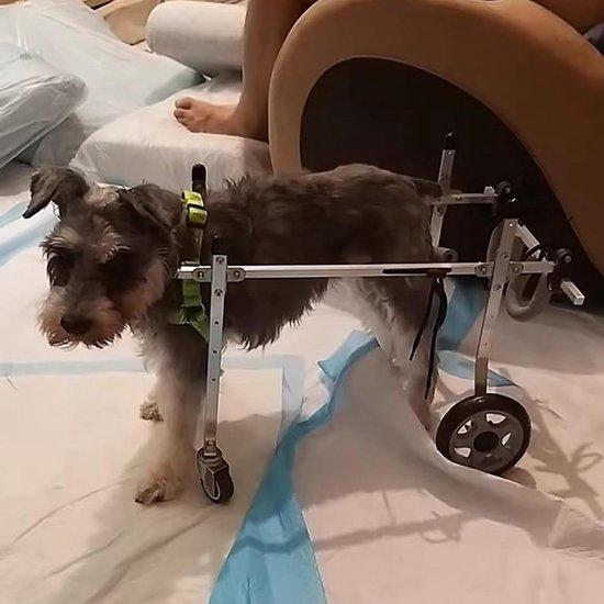 Hundemobil 4 Räder - Hilfsmittel für Hunde - Unterstützung der Mobilität - Verstellbares Design - Größe XS - Silber
