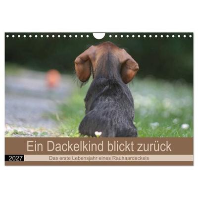 Ein Dackelkind blickt zurück (Wandkalender 2027 DIN A4 quer), CALVENDO Monatskalender