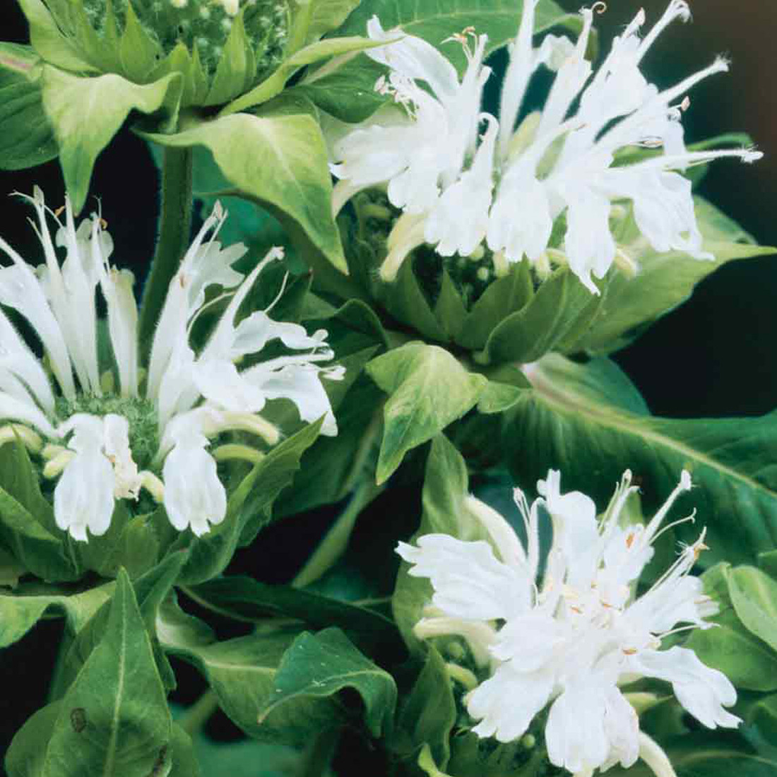 6 x Monarda Indianernessel Schneewittchen in pot van 9x9 cm van Arborix