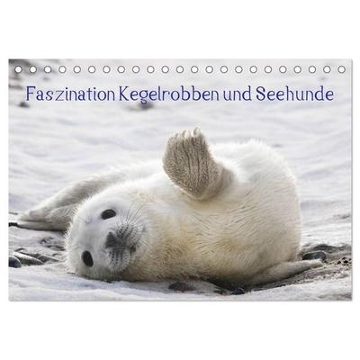 Faszination Kegelrobben und Seehunde 2027 (Tischkalender 2027 DIN A5 quer), CALVENDO Monatskalender
