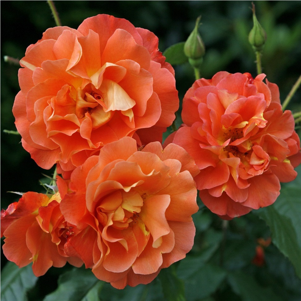 Kordes Klimroos Rosa Westerland