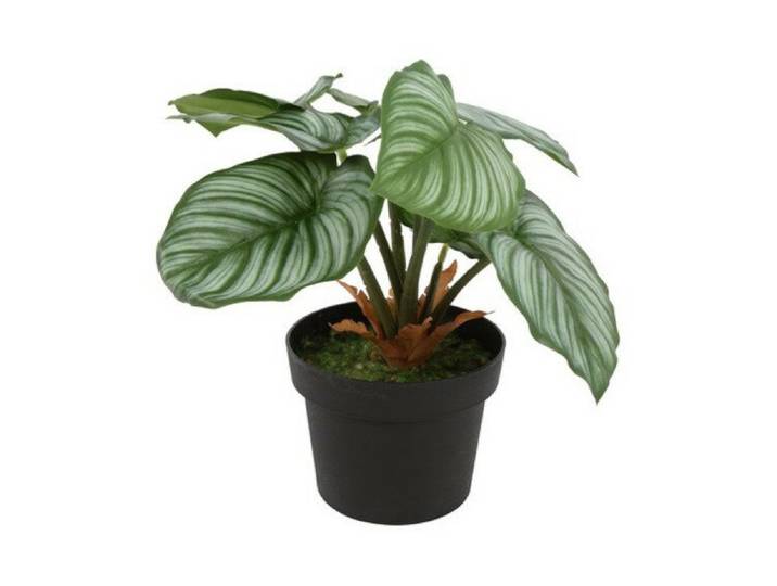 Countryfield zijden Calathea Orbifolia plant 31 cm groen