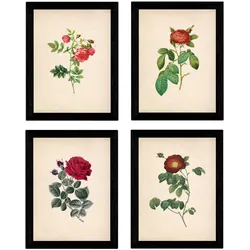 POSTER Set mit 4 Botanischen Stils Rosenkranz Papier A3 Rahmenlos