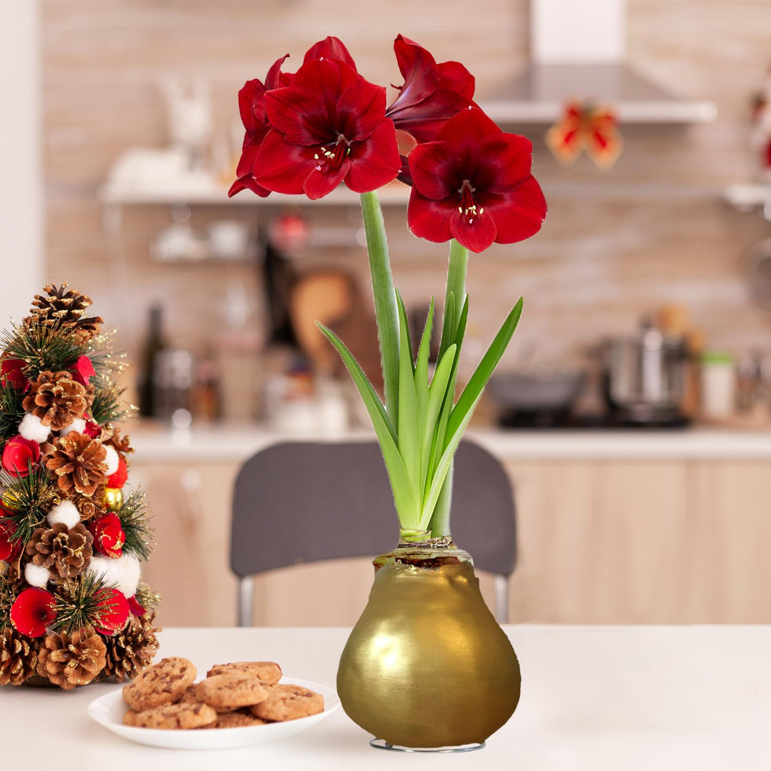 Amaryllis in was goud - 2 amaryllisbollen - Hippeastrum
