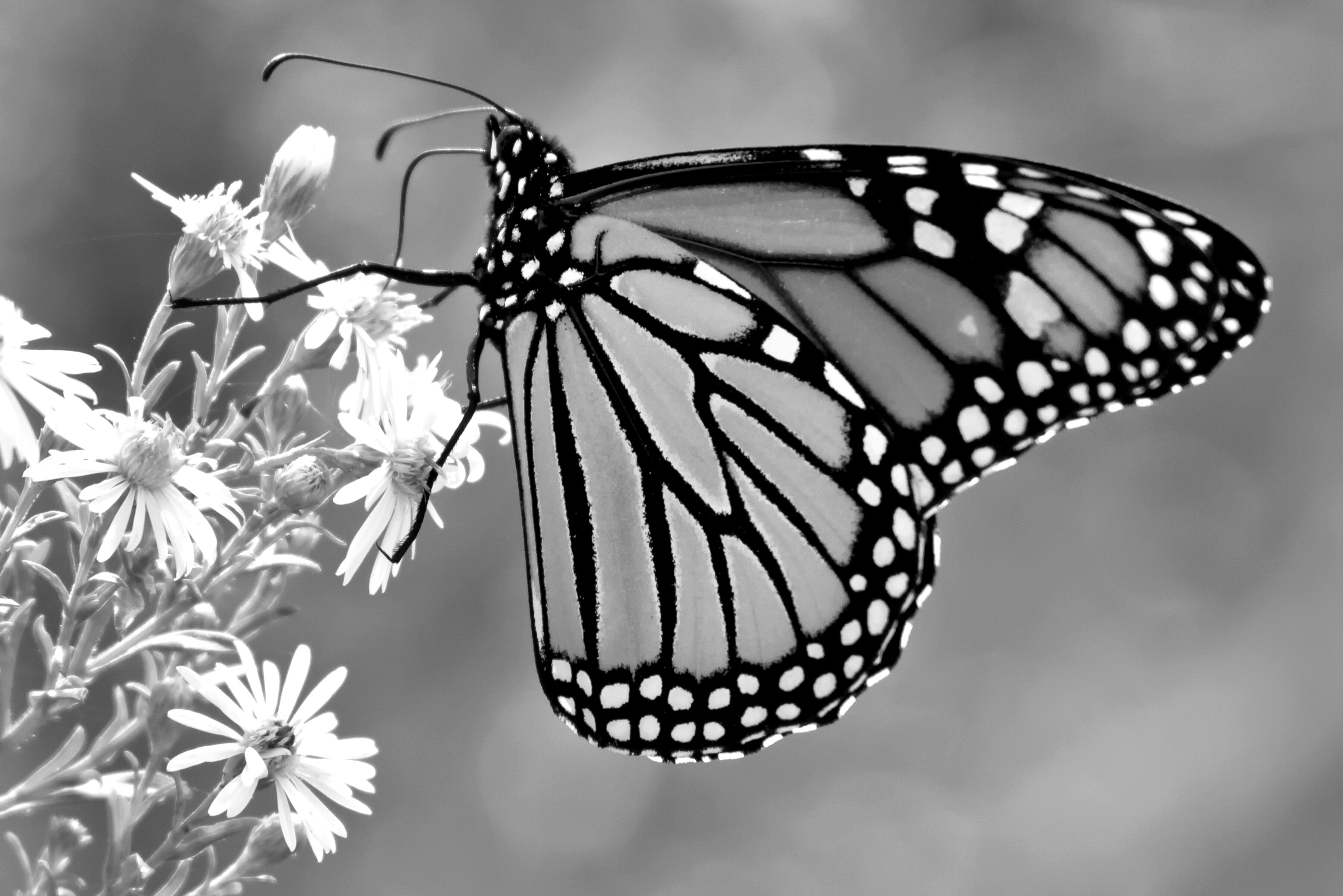 Fototapete PAPERMOON "Schmetterling Schwarz & Weiß", schwarz (schwarz, weiß), B:4m L:2,6m, Vlies, Tapeten, Fototapete