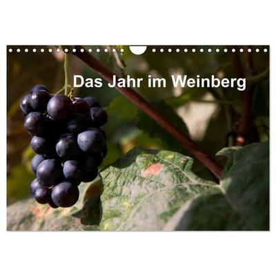 Das Jahr im Weinberg (Wandkalender 2027 DIN A4 quer), CALVENDO Monatskalender