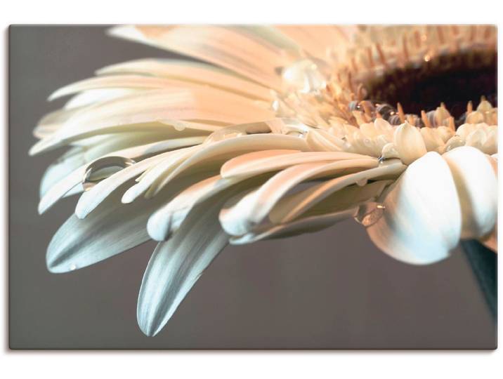 Leinwandbild ARTLAND Blüte einer Gerbera , weiss (farbe bild(er): weiß), B:60cm H:40cm, Bilder, Leinwandbild, auf Holzrahmen gespannt