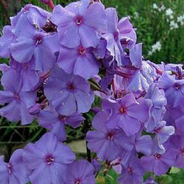 6x Phlox paniculata Amethyst - Hoogstaande Phlox in pot van 9x9 cm