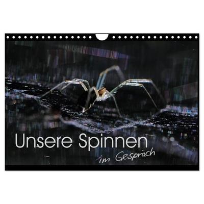 Unsere Spinnen - im Gespräch (Wandkalender 2026 DIN A4 quer), CALVENDO Monatskalender