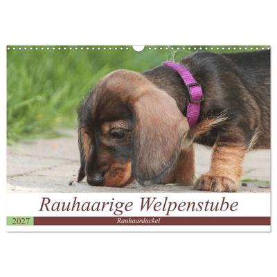 Rauhaarige Welpenstube (Wandkalender 2027 DIN A3 quer), CALVENDO Monatskalender