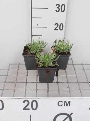 6 x Catananche caerulea Witte rasselbloem, Pot van 9 x 9 cm van GRDplanten