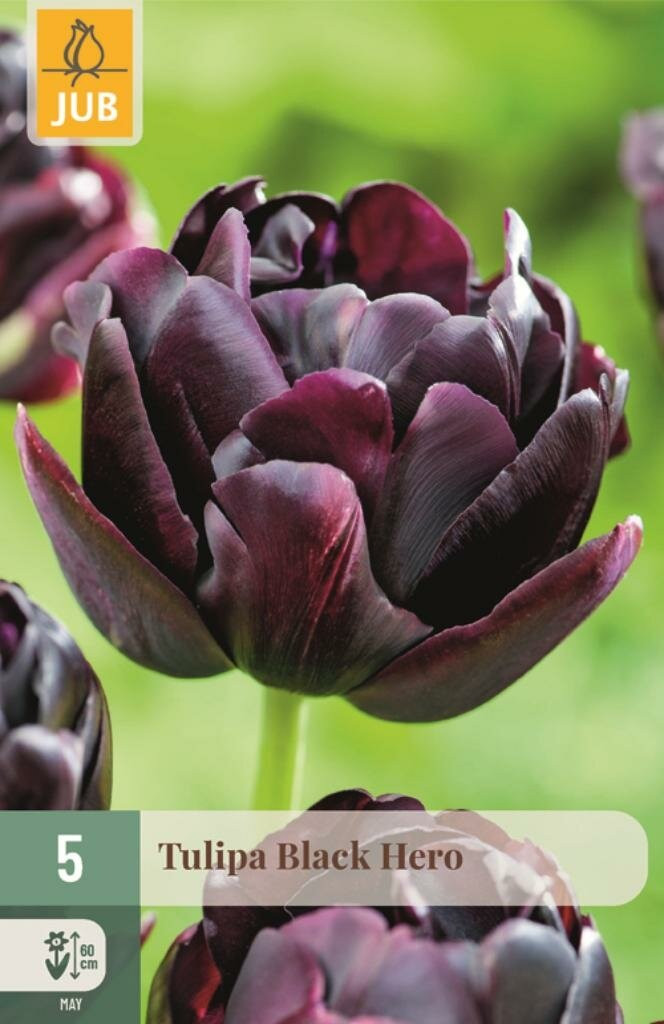 Jub Tulp Black Hero 5 bollen