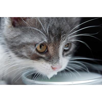 Papermoon "Katze"