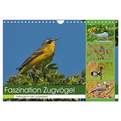 Faszination Zugvögel - Rekorde in der Vogelwelt (Wandkalender 2026 DIN A4 quer), CALVENDO Monatskalender