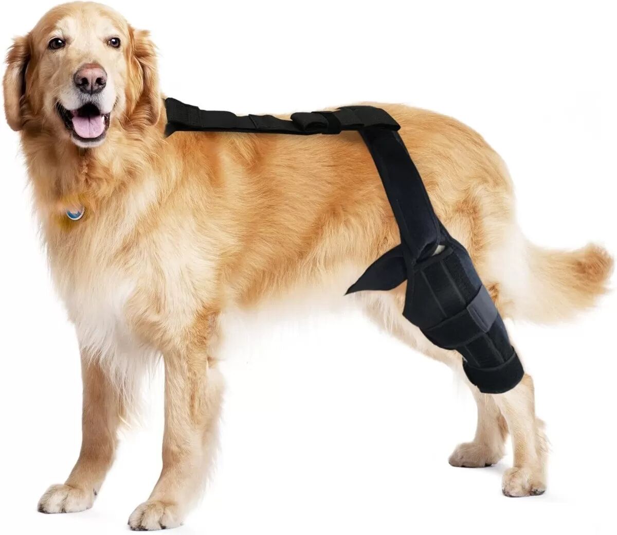 INF Hunde Hinterbeinorthese mit Stützriemen – Genesung von Frakturen und Verletzungen S