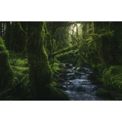 Fototapete PAPERMOON "Photo-Art JAVIER DE LA, MÄRCHENWALD VERWUNSCHEN MYSTISCH", bunt, B:2,5m L:1,86m, Vlies, Tapeten