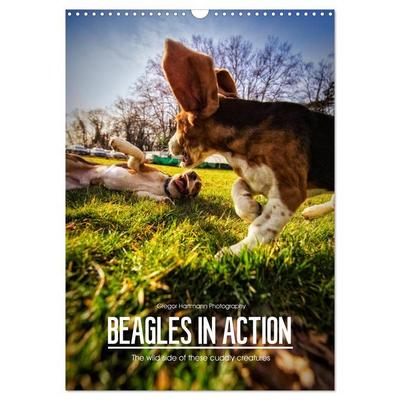 Beagles in action (Wall Calendar 2026 DIN A3 portrait), CALVENDO 12 Month Wall Calendar