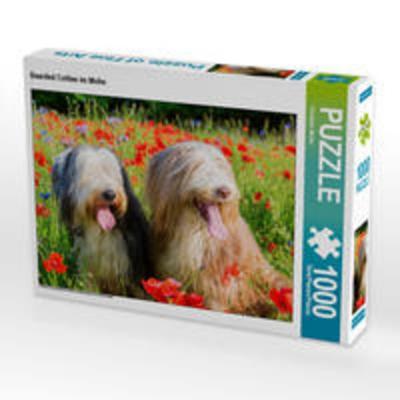 CALVENDO Puzzle Bearded Collies im Mohn | 1000 Teile Lege-Größe 64x48cm Foto-Puzzle für glückliche Stunden
