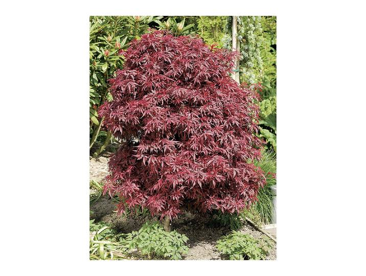 Roter Schlitzahorn - Acer palmatum Garnet 30-40cm inklusive Topf