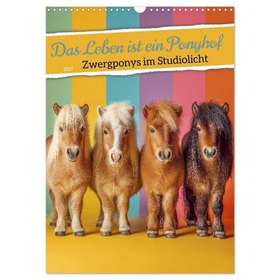 Das Leben ist ein Ponyhof - Zwergponys im Studiolicht (Wandkalender 2027 DIN A3 hoch), CALVENDO Monatskalender