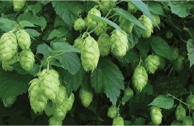 Pflanzen Hopfen 2 L Eckcontainer