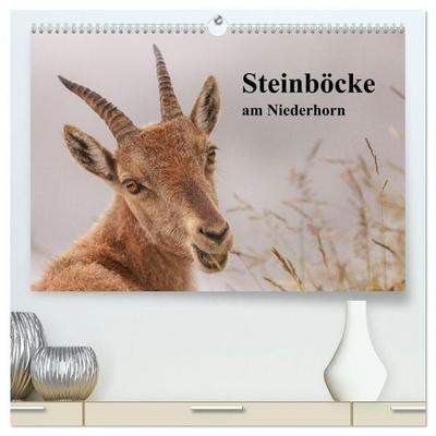 Steinböcke am Niederhorn (hochwertiger Premium Wandkalender 2026 DIN A2 quer), Kunstdruck in Hochglanz