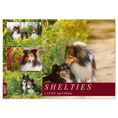 SHELTIES Liebe auf 4 Pfoten (Wandkalender 2027 DIN A2 quer), CALVENDO Monatskalender