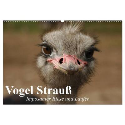 Vogel Strauß. Imposanter Riese und Läufer (Wandkalender 2027 DIN A2 quer), CALVENDO Monatskalender