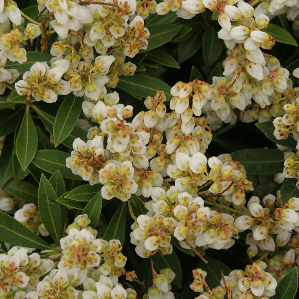 2 x Pieris japonica Sarabande Schattenblümchen, 20-30 cm in pot door Arborix