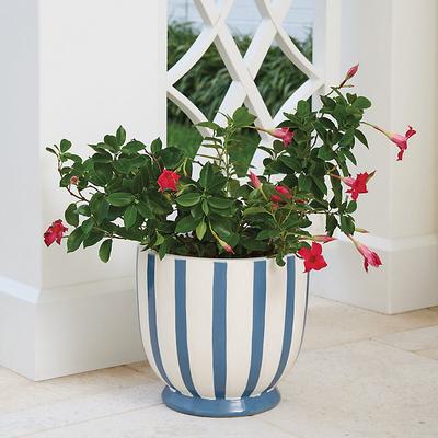 Allison Stripe Planter - Ballard Designs