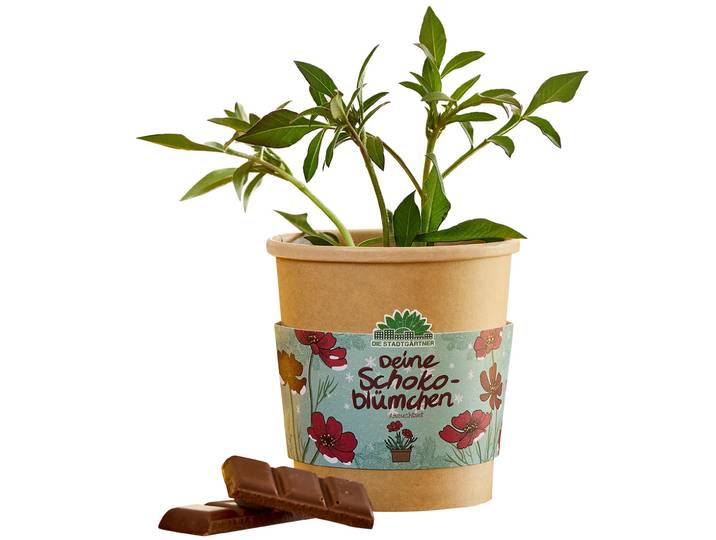 Schokoblumen Anzucht-Set im Becher