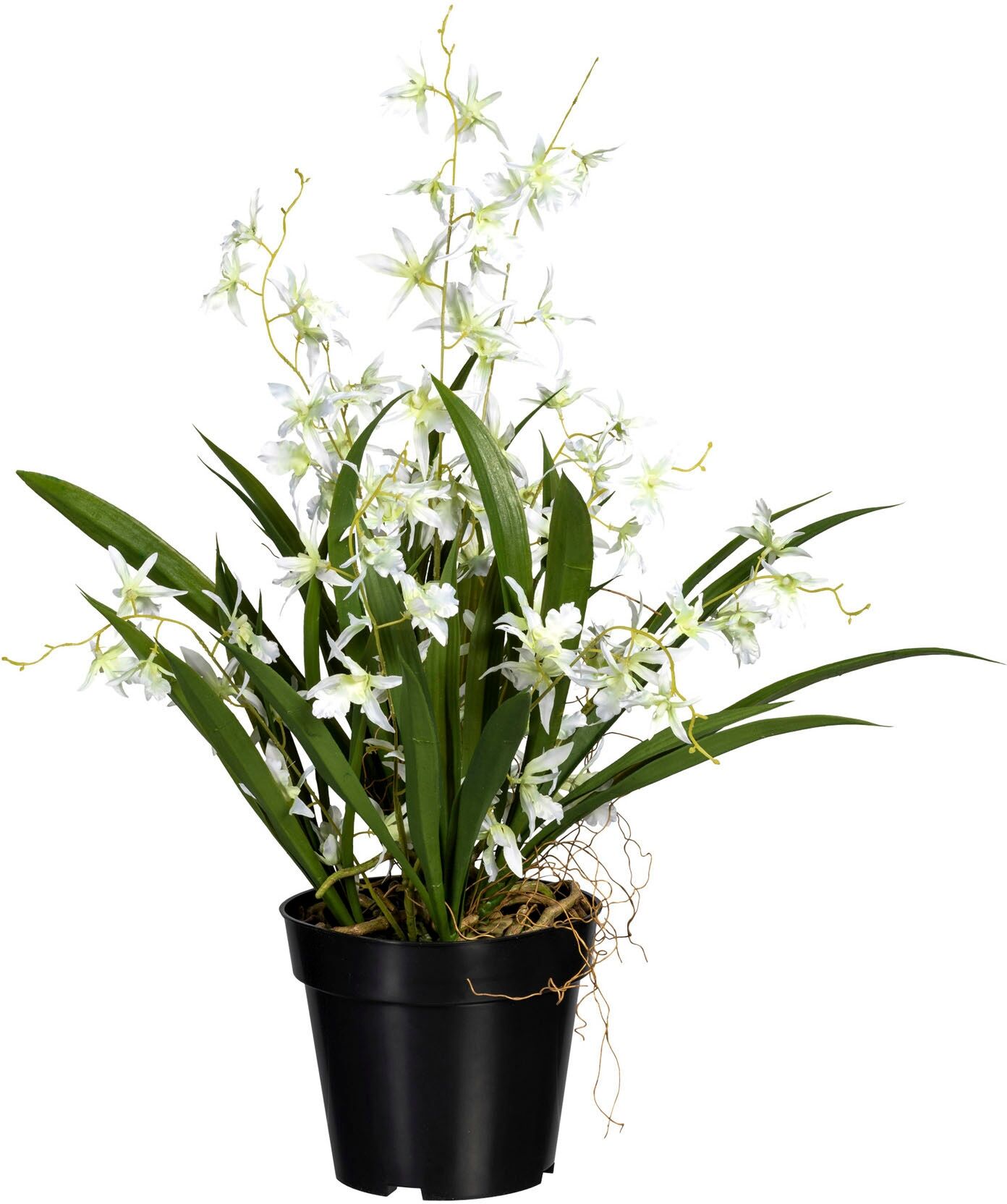 Kunstorchidee CREATIV GREEN "Oncidie Dancing Queen", grün (weiß, grün), H:60cm, Obermaterial: 50% Kunststoff, 50% Polyester, Kunstpflanzen, Kunstorchidee