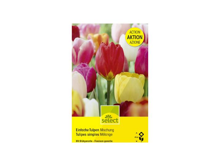 Select Blumenzwiebel Einfache Tulpen, Mischung Riesenpackung