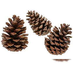 Christmas Decorations Tannenzapfen / Deko Naturzapfen 3er Set Zapfen zum Basteln und Dekorieren Naturmaterialien Bastelzubehör Weihnachtsdeko Pinienzapfen Kiefernzapfen