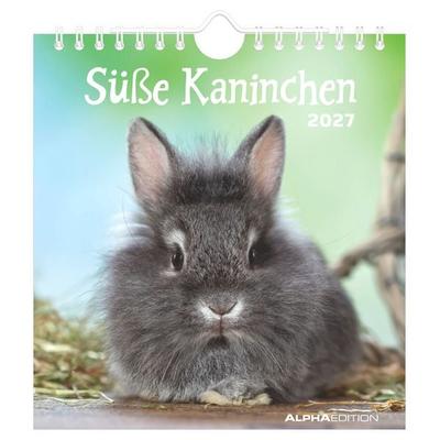 Süße Kaninchen 2027