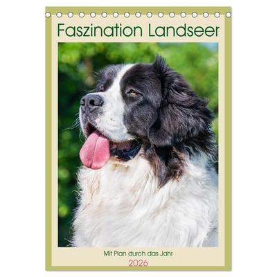 Faszination Landseer - Mit Plan durch das Jahr (Tischkalender 2026 DIN A5 hoch), CALVENDO Monatskalender
