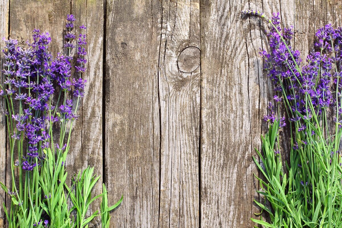 Fototapete PAPERMOON "Blumen an Holzwand", bunt, B:3m L:2,23m, Vlies, Tapeten, Fototapete bunt B/L: 3m x 2,23m, Bahnen: 6 Stk.