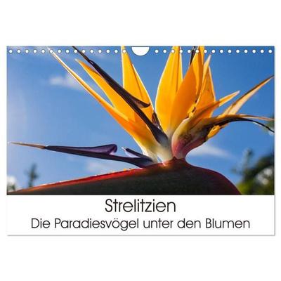 Strelitzien - die Paradiesvögel unter den Blumen (Wandkalender 2027 DIN A4 quer), CALVENDO Monatskalender