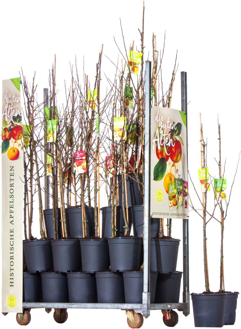 Pflanzen Apfelbaum in Sorten 10 L Container