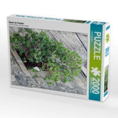 CALVENDO Puzzle Baum im Fenster 2000 Teile Lege-Größe 67 x 90 cm Foto-Puzzle Bild von Nina Schwarze