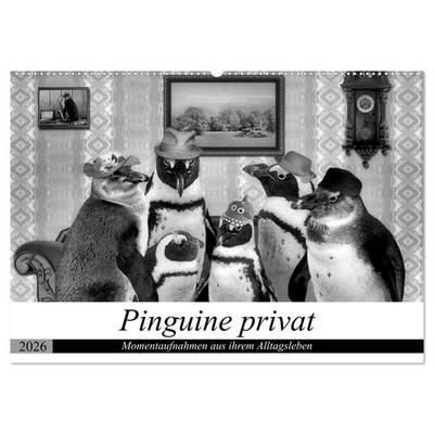 Pinguine privat (Wandkalender 2026 DIN A2 quer), CALVENDO Monatskalender