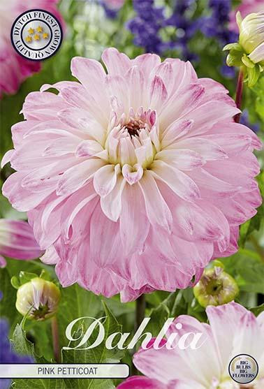 Sam van Schooten Dahlie Pink Petticoat (1 stuk)