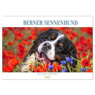 Berner Sennenhund - Eine Liebe für´s Leben (Wandkalender 2027 DIN A2 quer), CALVENDO Monatskalender