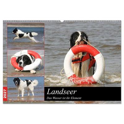 Landseer - Das Wasser ist ihr Element (Wandkalender 2027 DIN A2 quer), CALVENDO Monatskalender
